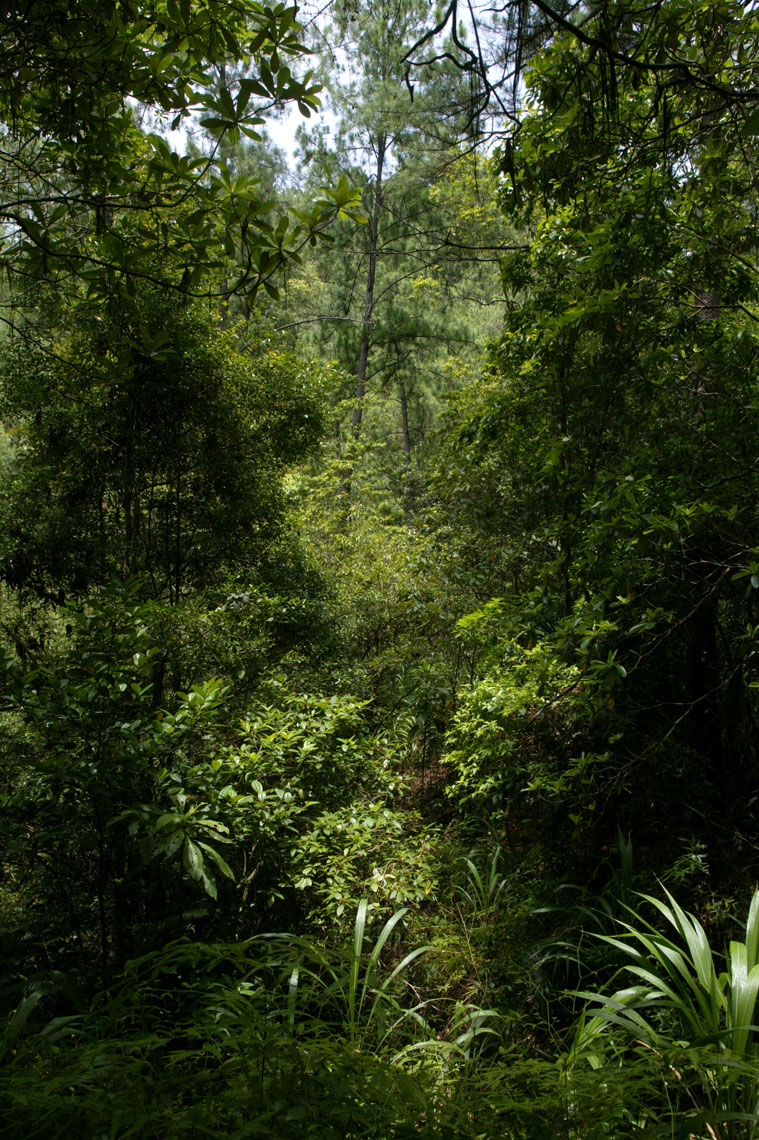 Belize-Hidden-Valley-C07S0836_1359