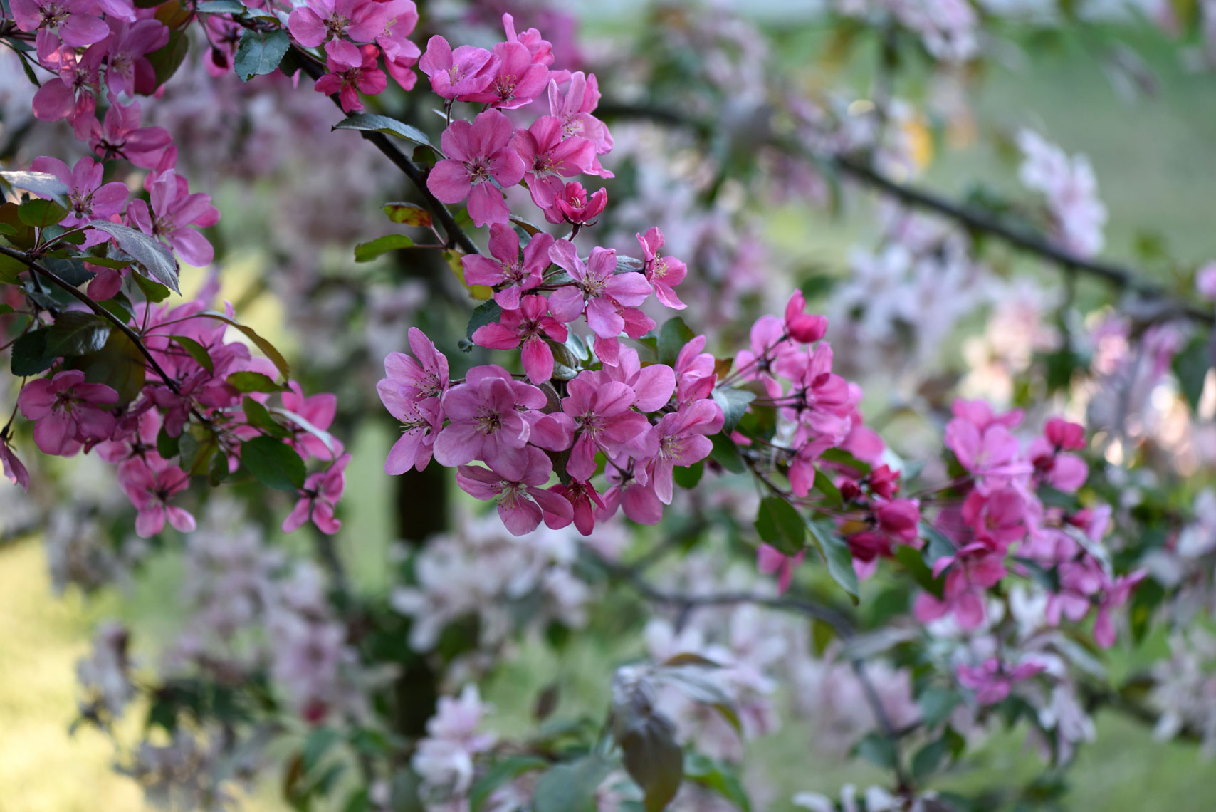 DSC_8273_4110