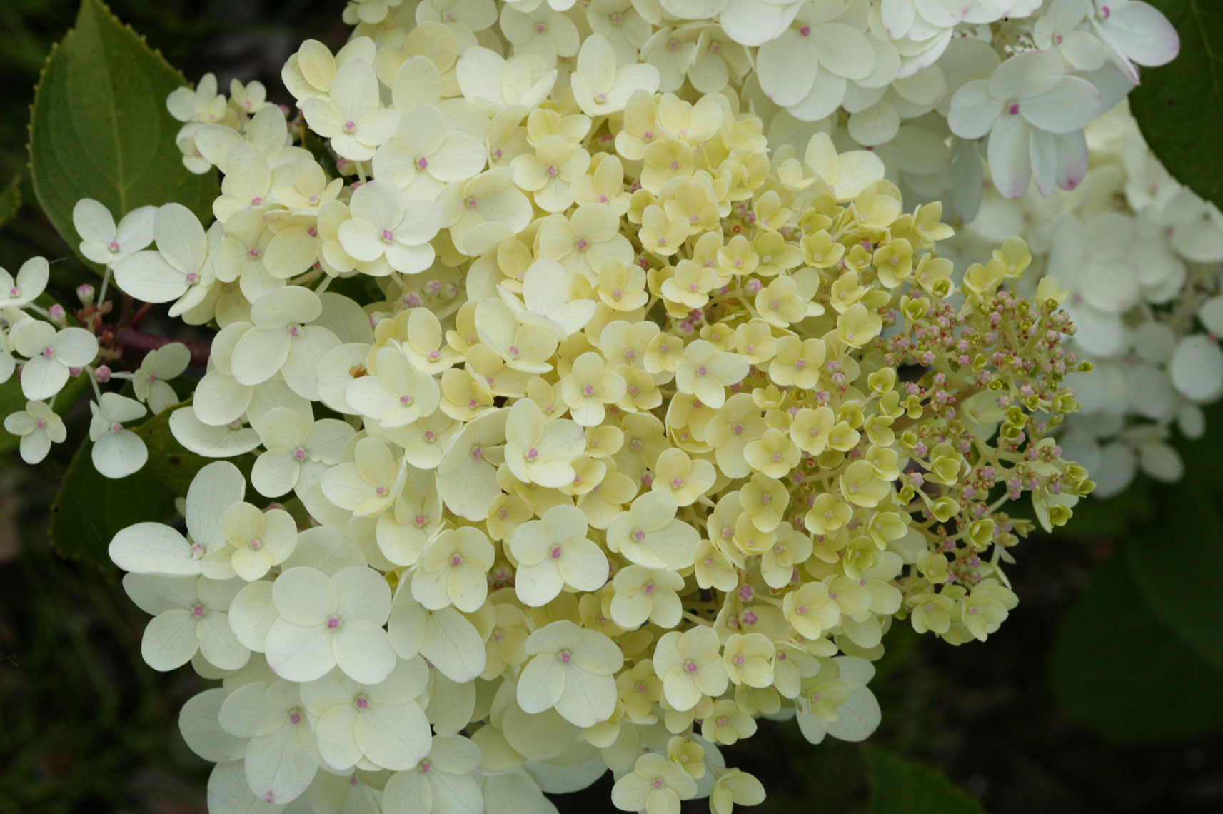 Hydrangea-paniculata-Grandiflora-5677