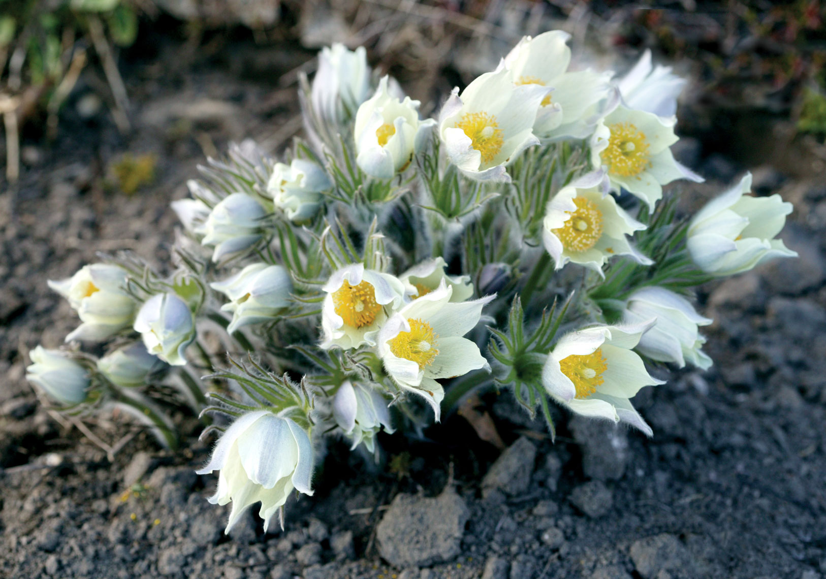 Pulsatilla-vulgaris-Alba-6214