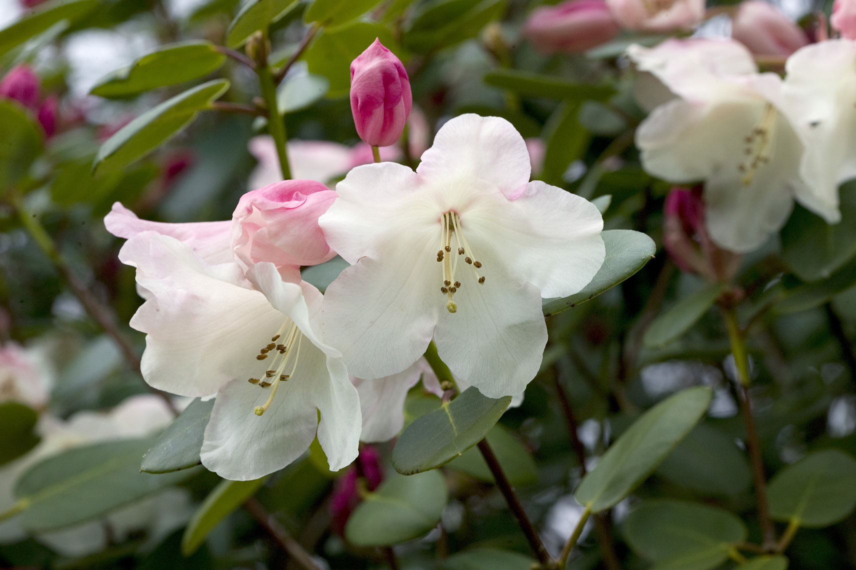 Rhododendron-Willy-C07S3715
