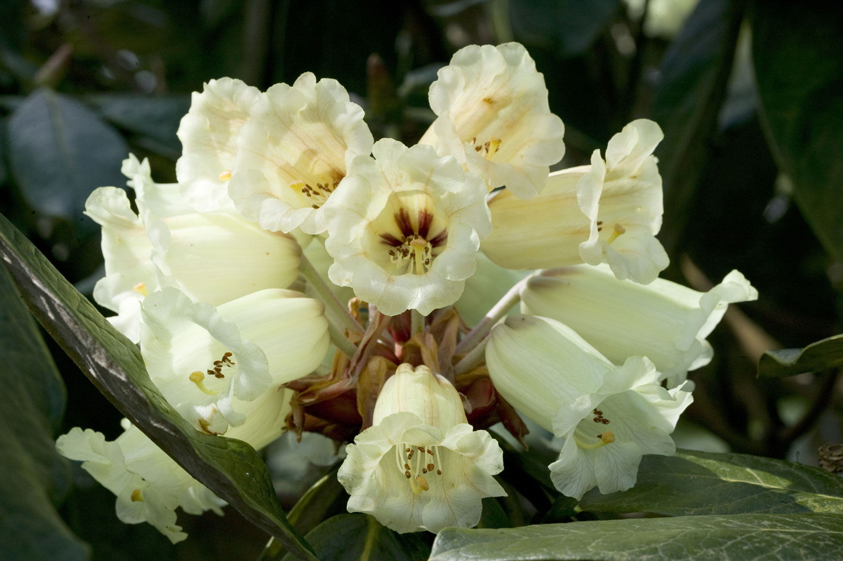 Rhododendron-macabeanum-C07S5008